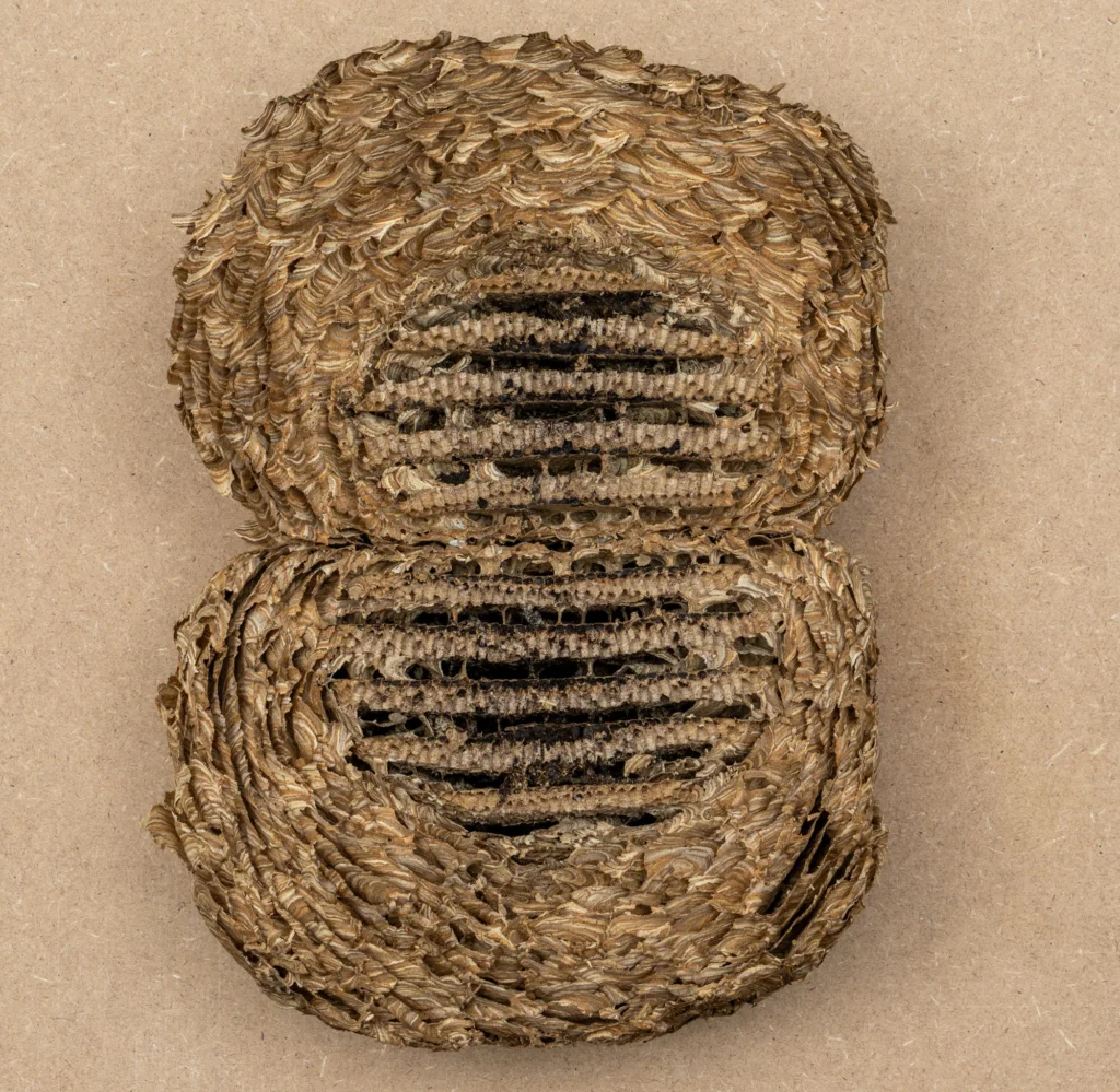 Mitosis, vespa vulgaris