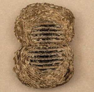 Mitosis, vespa vulgaris