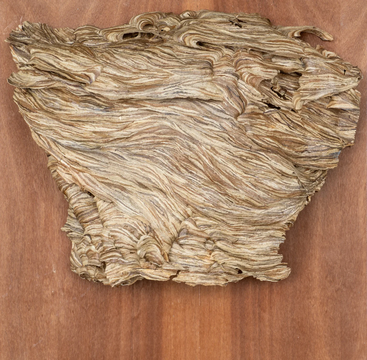 Waves, vespa crabro