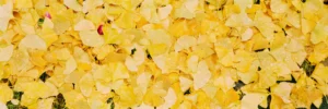 Gingko Bensberg 210 mm + 21 mm, 100 ASA, 1/2 Bl.16