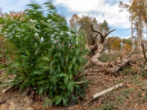 Vom Sturm umgeworfene Bäume im Wald Hardt