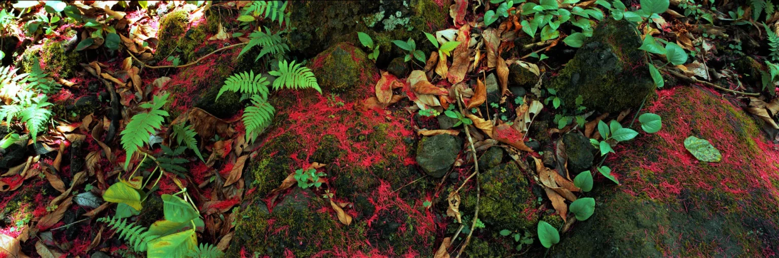 Waldboden Maui