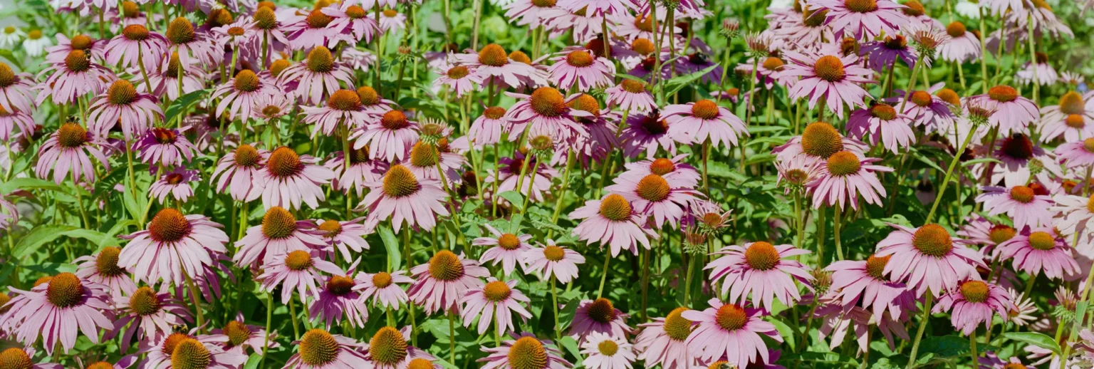Echinacea